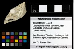 Foto (Objekt + Etiketten) von Longodromites excisus (von Meyer, 1857) 